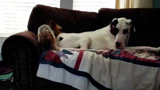 Great Dane puts little dog in its place for unwanted advances