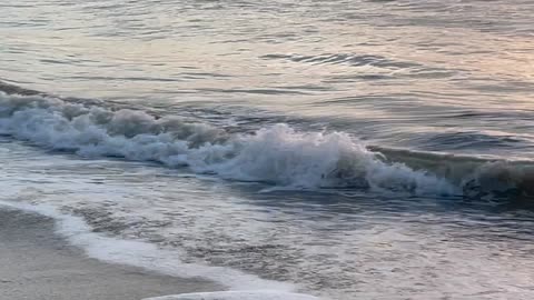 Bird walks down another on Beach