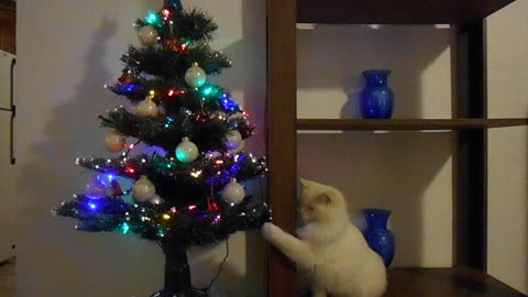 Cat not fond of Christmas tree