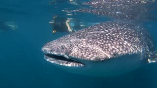 Baja Whale Sharks