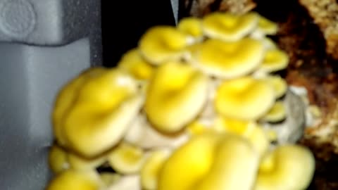 Oyster Mushroom