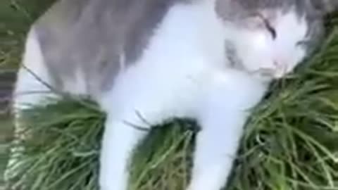 Cats funny videos #cat #funnyvideo #lionfight