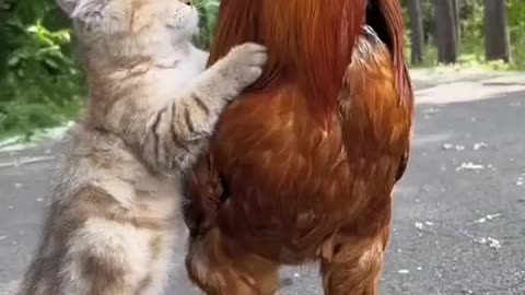 Funny cat and fly somsom