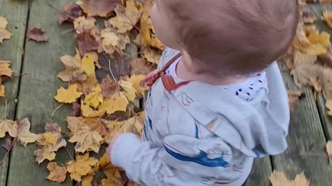 Corgi Loves Fall