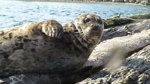 Lazy Sun tanning Seal waves back to local kayaker