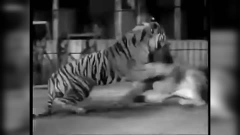 Lion vs tiger fight Amazing video #lionfight #tiger #kidscat
