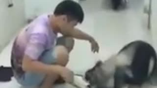 The dog shows a very cute affection for its owner