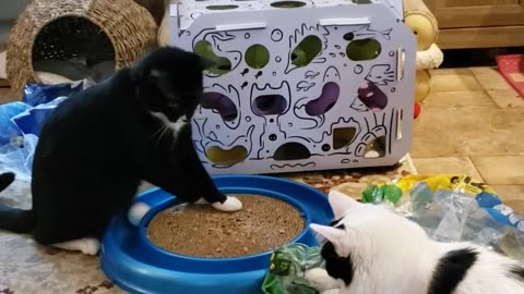 Fierce battle over Cat toy