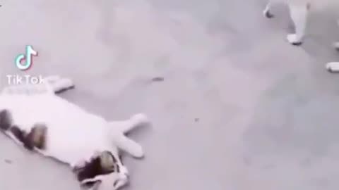 Funny Videos Cat vs Dog | Try Not Laugh