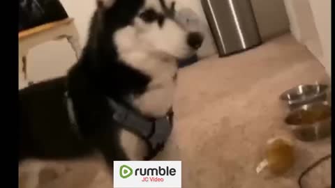 Viral Funny Dog video..# funny shorts #Dog shorts #viral video