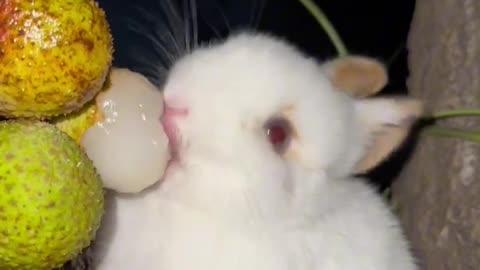 The little rabbit chirps, chirps, eats lychee #cutepet #Rabbit #小Rabbit