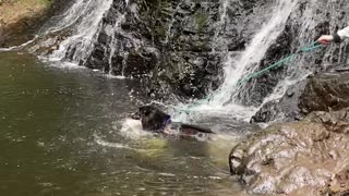 Husky Launches into Waterfall