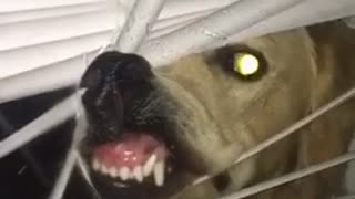 Golden Retriever makes ridiculous face through the window