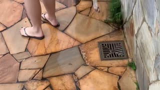 Unsuspecting Pup Walks Straight Into Pool