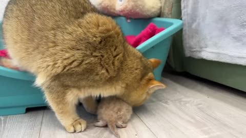 Mom cat carries an adopted kitten to her(part 106)