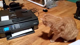 Printer Cat