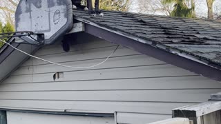 Happy Dog Hangs Out on Roof