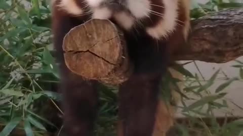 Little Red Panda