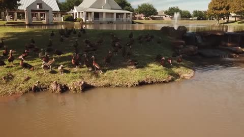 Black-bellied Whistling Ducks, Nov 11, 2019