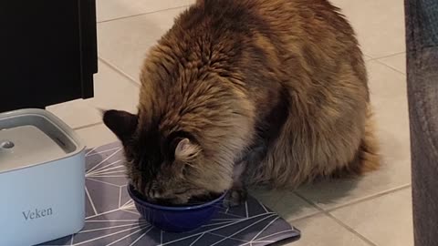 Handsome Maine Coon Cat Drinks From His Paws