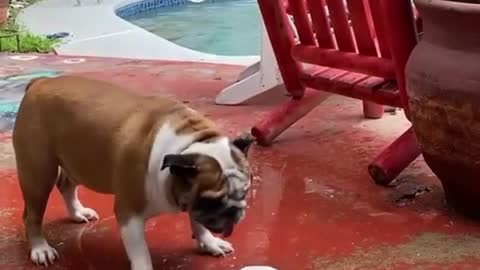 dog trying to drink water