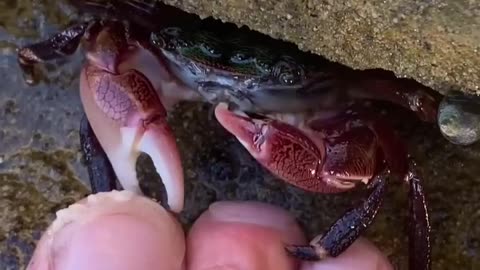 Mind-Blowing CRAB Pedicure ASMR! 😱✨🦀 Get ready to be AMAZED! #ASMR #Pedicure" 🌟🔥