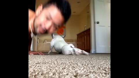 Cute Frenchie Does Push-Ups With Her Owner
