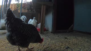 Backyard Chickens Relaxing Peaceful Coop Video Sounds Noises Hens Clucking Roosters Crowing!