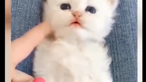 Funny Cats and Kittens Will Brighten Your Day! Cute and adorable little puff balls Whoah