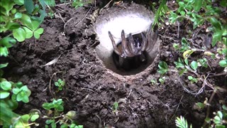 Trapdoor Spider Centipede Danger