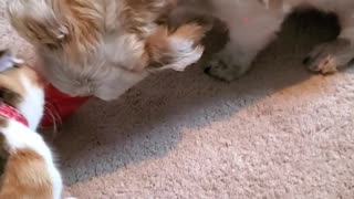 Dog Doesn't Share Ice Cream with Cat