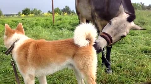 #thedodo #animals #dog This Dog Can't Stop Hugging His Horse BFF | The Dodo Odd Couples