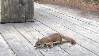 Squirrel eating the seeds near the river in Montreal-Canada