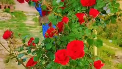 A BEAUTIFUL ROSE VINE, BEST ROSES FLOWERS IN MY GARDEN