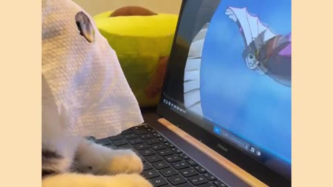 Funny cat video