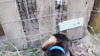 Dog wants to play with the rabbits