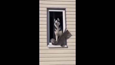 "Hilarious Cat and Dog Videos That Will Make You LOL [2024] FUNNIEST Animal Videos Ever! Part 4"