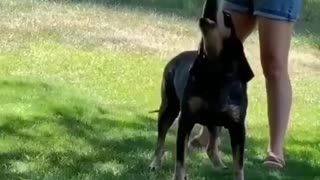 THIS SMART DOG REPEATS HIS OWNER SAYING HELLO