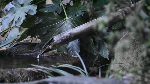 Relaxing Music with Bamboo Water Fountain |