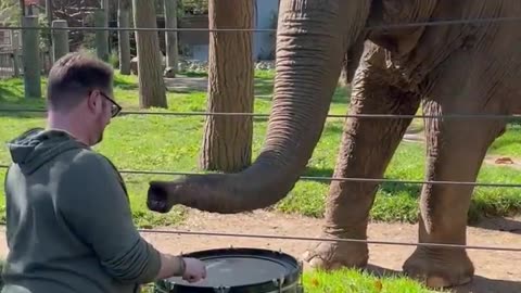 Adorable elephant learn to play drum