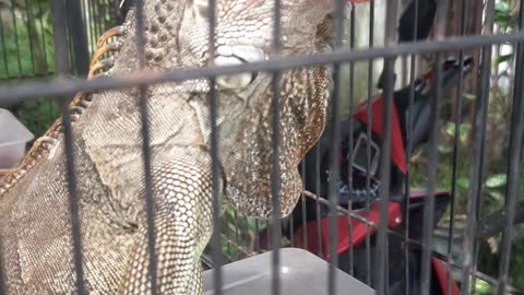 Dragon reptil iguana
