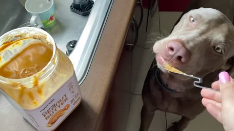 Doggo loves peanut butter