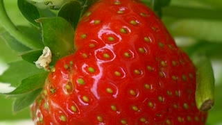 Strawberry Harvest #strawberry #fruits #harvest