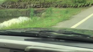 Ducks Form a Long Line to Cross Road