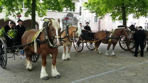 Beautiful dutch horses and dressed up people on National Day