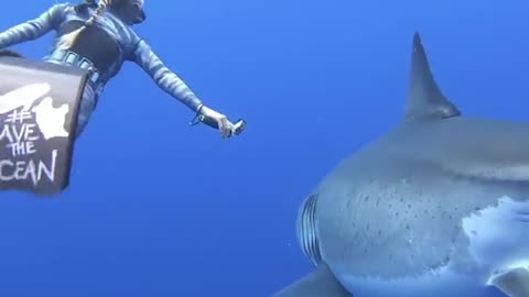 20ft Great White Spotted Near Hawaii