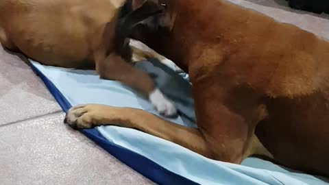Boxers playing