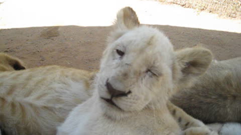 Rare white lion cub struggles to stay awake