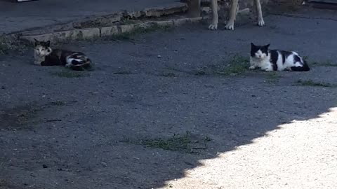 Кошки охраняют собаку