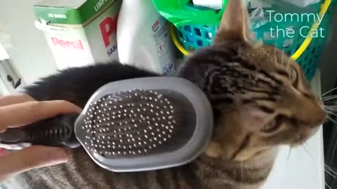 Cat loves this weird thing